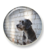 Подвалъ бродячей собаки Подвалъ бродячей собаки